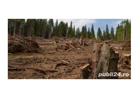 Oferim servicii defrisari terenuri - cu utilaje specializate · foto 2 din 4