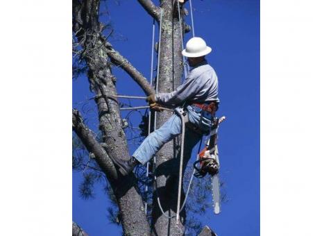 Oferim servicii defrisari terenuri - cu utilaje specializate · foto 3 din 4